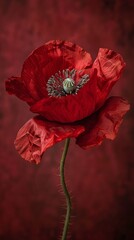 red poppies in the meadow, for memorial day