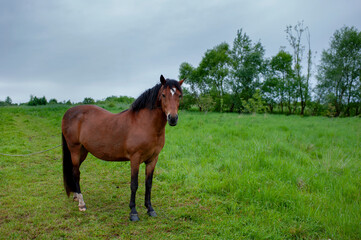 wild horse on a large meadow with beautiful scenery of blue sky and quiet at sunrise