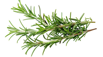 Fototapeta premium A single branch of rosemary, with thin green leaves, isolated on a plain white background
