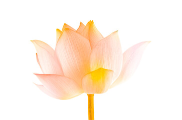 lotus isolated on white background.