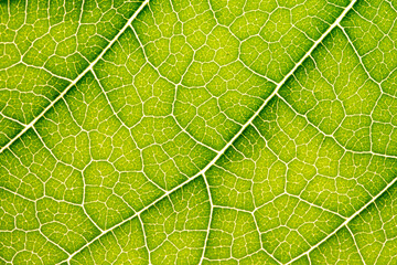 Close up of green leaf,leaf vein texture,background of green leaf,macro photo