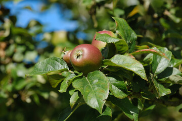 Wachsende Äpfel und Blätter an einem Apfelbaum im Juni / Sommer (Nahaufnahme / Details)