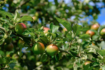 Ein Zweig mit heranwachsenden Äpfeln an einem Apfelbaum im Juni / Sommer (Nahaufnahme)