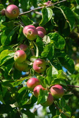 Wachsende, heranwachsende Äpfel in einem Apfelbaum im Juni / Sommer - Hochformat