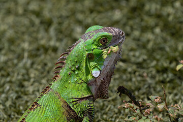 Closeup portrait of young green iguana (iguana iguana), facing camera. On the island of Aruba. Bright green scales, grass in background. 
