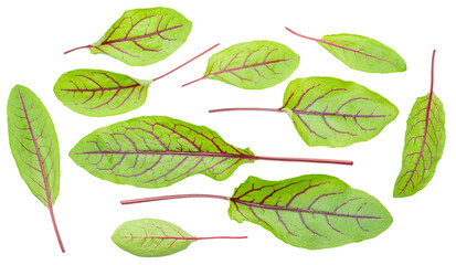 Set of green fresh  beetroot leaves on white background. File contains clipping paths.