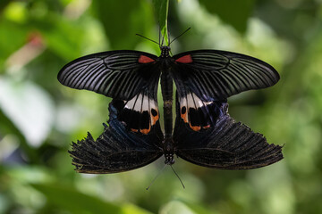 Ruby Spotted Swallowtail butterflies (Papilio anchisiades) mating. One with ragged wings. On the island of Aruba.
