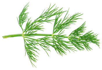Fresh green dill leaves isolated on white background.