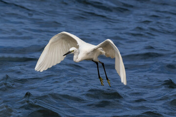 Great Egret (Ardea Alba), wings spread, flying over the blue Chao Phraya river in Bangkok, Thailand. 
