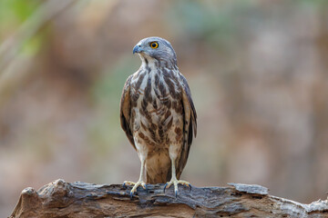Shikra in pond
