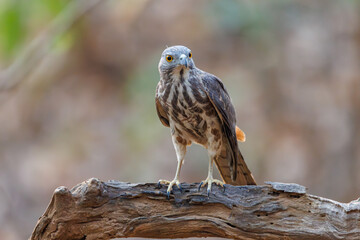 Shikra in pond