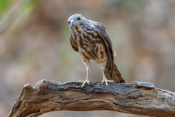 Shikra in pond