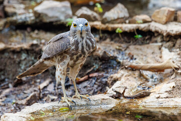 Shikra in pond