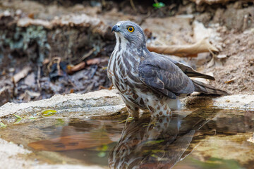 Shikra in pond
