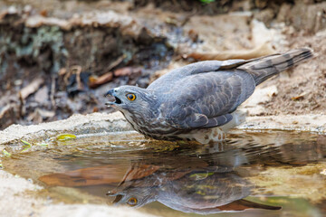 Shikra in pond