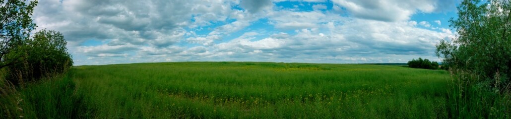 Beautiful field with rows of young winter rape plants in summer under the bright sun