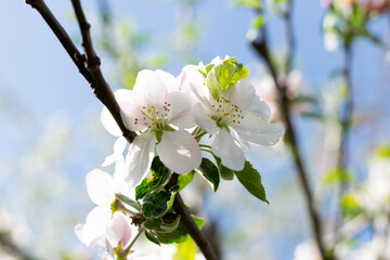 Closeup of Beautiful Apple Blossoms flower in Full Bloom on a Sunny Day