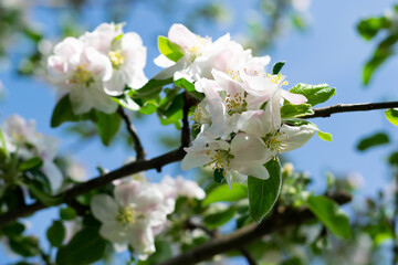 Beautiful Apple Blossoms in Full Bloom on a Sunny Day