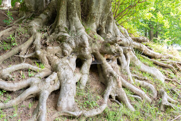 Extensive network of large tree roots spreading across the forest floor, showcasing nature's complexity and strength.
