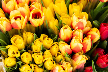 frische bunte Tulpen, Frühlingsboten,  werden auf dem Marktstand als Schnittblumen zum Verkauf...