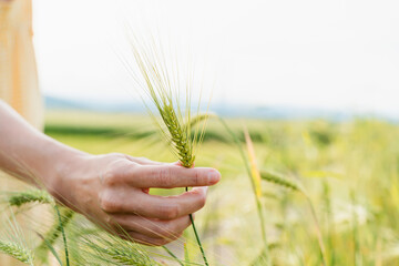 Woman's hand touching green young wheat plants in agricultural field.