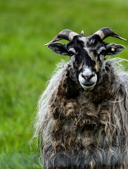 A close up of an animal sheep 
