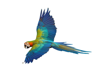Colorful flying Catalina Macaw parrot isolated on transparent background png file