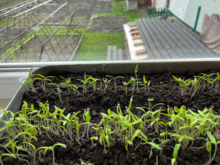 Young tomato sprouts have just emerged from the fertile soil, top to bottom.