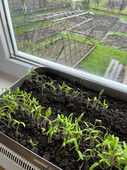 Young tomato sprouts have just emerged from the fertile soil, top to bottom.