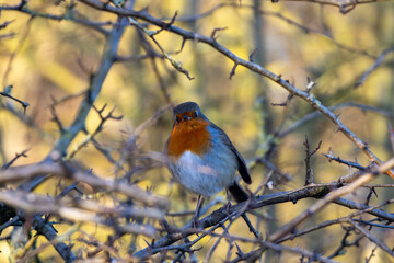 Robin perched in a tree on a winter day, County Durham, England, UK.