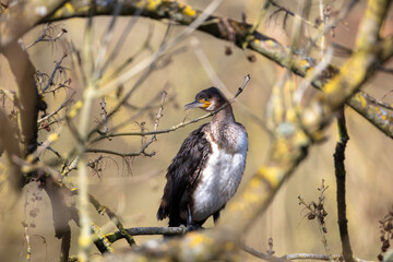 Cormorant pearched in a tree beside the River Wear, County Durham, England, UK.