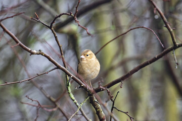 Common Chafinch perched on a twig, County Durham, England. UK.
