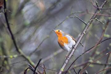 Robin perched in a tree on a winter day, County Durham, England, UK.