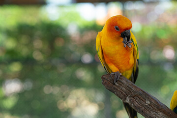 Group of yellow red macaw parrots bird perching on tree bark in open zoo