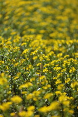 菜の花に似ている野草が花満開となっていた畑の畔