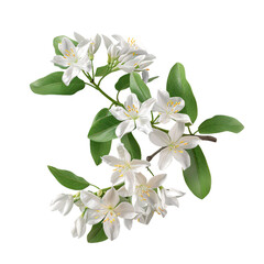 Obraz premium Jasmine, transparent background, isolated image, generative AI