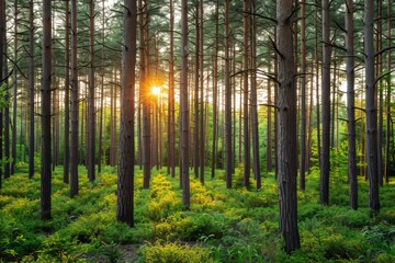 Naklejka premium Sun Shining Through Trees in Forest