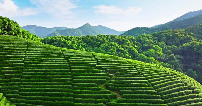 Aerial view of green tea plantation and forest with mountain nature landscape in spring
