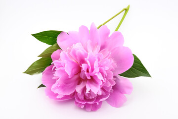 pink peony with leaves and stem