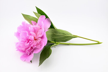 pink peony with leaves and stem