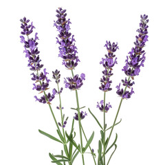 Lavender, transparent background, isolated image, generative AI