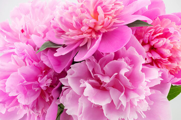 bouquet of pink peonies close up