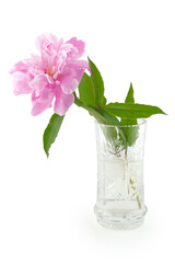 one blooming peony in a crystal vase