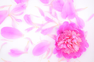 pink peony petals and one bud