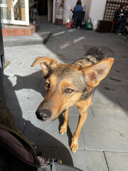 a cute Indian street dog begs for food, looking directly into his eyes
