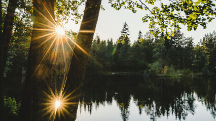 Back lit trees with reflection on lake in forest during sunset