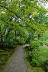 法金剛院の初夏の境内風景