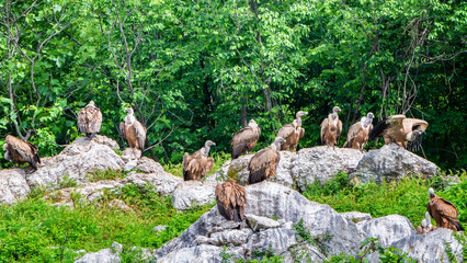Flock or colony of Eurasian griffon vulture (Gyps fulvus) perched on rocks. Cornino lake area,...