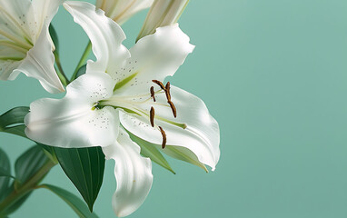 Close-up of a white lily in a minimalist ikebana style, with a gentle seafoam green backdrop. The image focuses on the lily's intricate petals and serene aesthetic, creating a calming visual