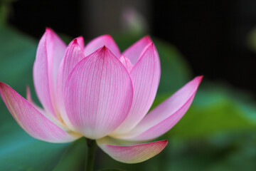 Obraz premium 法金剛院の境内に咲く蓮の花